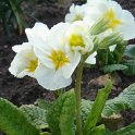 Primula elatior 'Crescendo blanc'